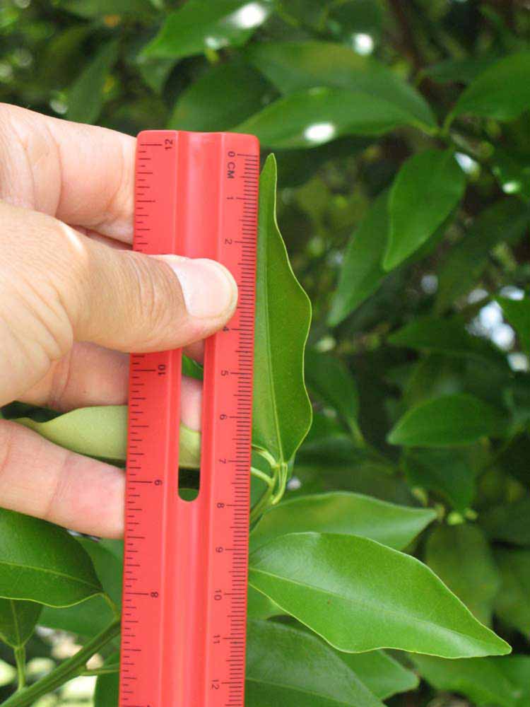              Unifoliolate leaf (Winter Haven, FL)       